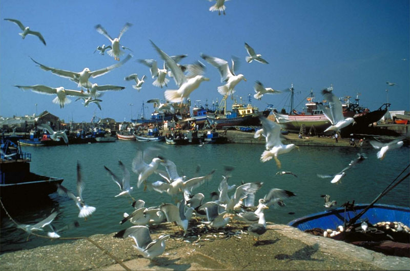 EXCURSIÓN DE MARRAKECH A ESSAOUIRA